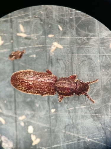 Sawtoothed Grain Beetle