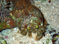 カブトヤドカリ