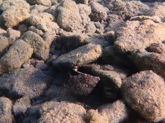 Stephanolepis diaspros