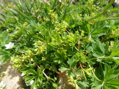 Alchemilla pentaphyllea