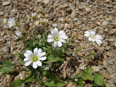 Cerastium latifolium