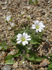 Cerastium latifolium