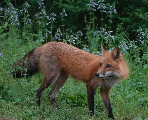 Eastern American Red Fox photographed in Alabama