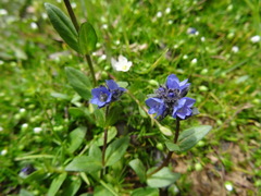 Veronica alpina