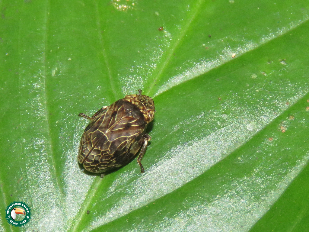 Lepyronoxia