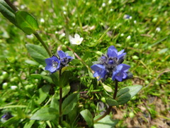 Veronica alpina