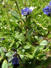 Veronica alpina