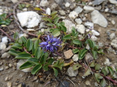 Veronica allionii