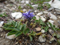 Veronica allionii