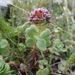 Love-restoring Stonecrop - Photo (c) Thomas Koffel, some rights reserved (CC BY), uploaded by Thomas Koffel