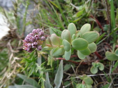 Hylotelephium anacampseros