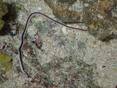 Baseodiscus hemprichii