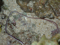 Baseodiscus hemprichii