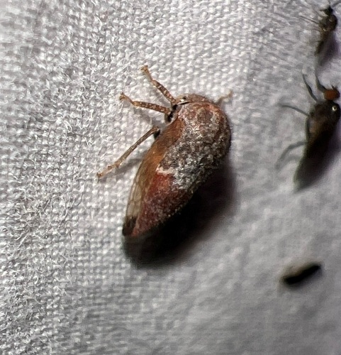 Ophiderma pubescens photo 5
