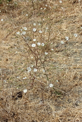 Hemizonia congesta luzulifolia