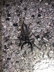 Mastigoproctus tohono