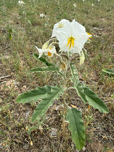 Solanum elaeagnifolium iNat (2)