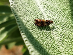 Celypha flavipalpana