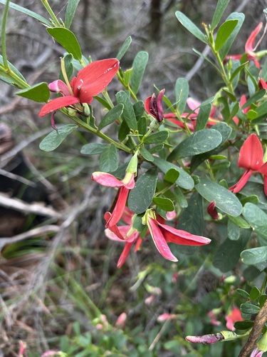 Image of Templetonia retusa by (c) Alan Bell, some rights reserved (CC BY)