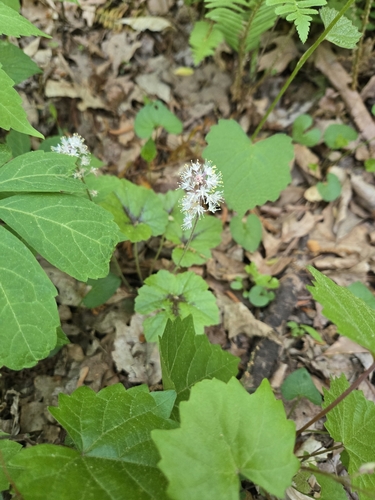 Tiarella cordifolia