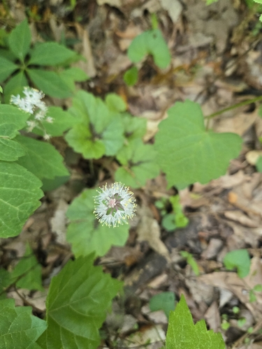 Tiarella cordifolia