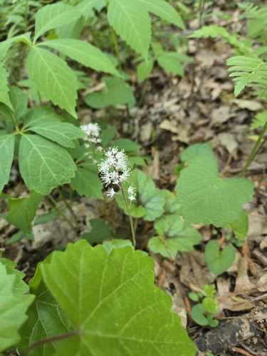 Image of Tiarella cordifolia by (c) Elizabeth Altman, some rights reserved (CC BY)