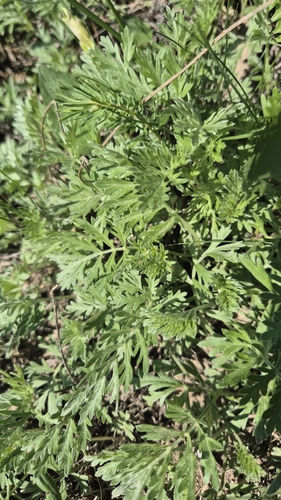 Artemisia pancicii, photograph 4