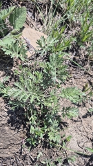 Artemisia pancicii