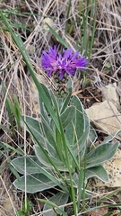 Centaurea fuscomarginata