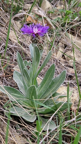 Centaurea fuscomarginata, photograph 2