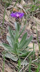 Centaurea fuscomarginata, photograph (c) Алена Ручка, some rights reserved (CC BY)