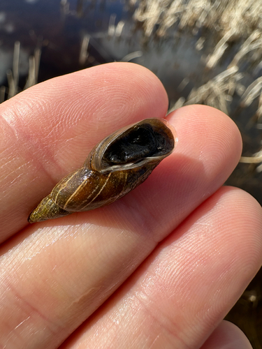 Flat-whorled Pond Snail