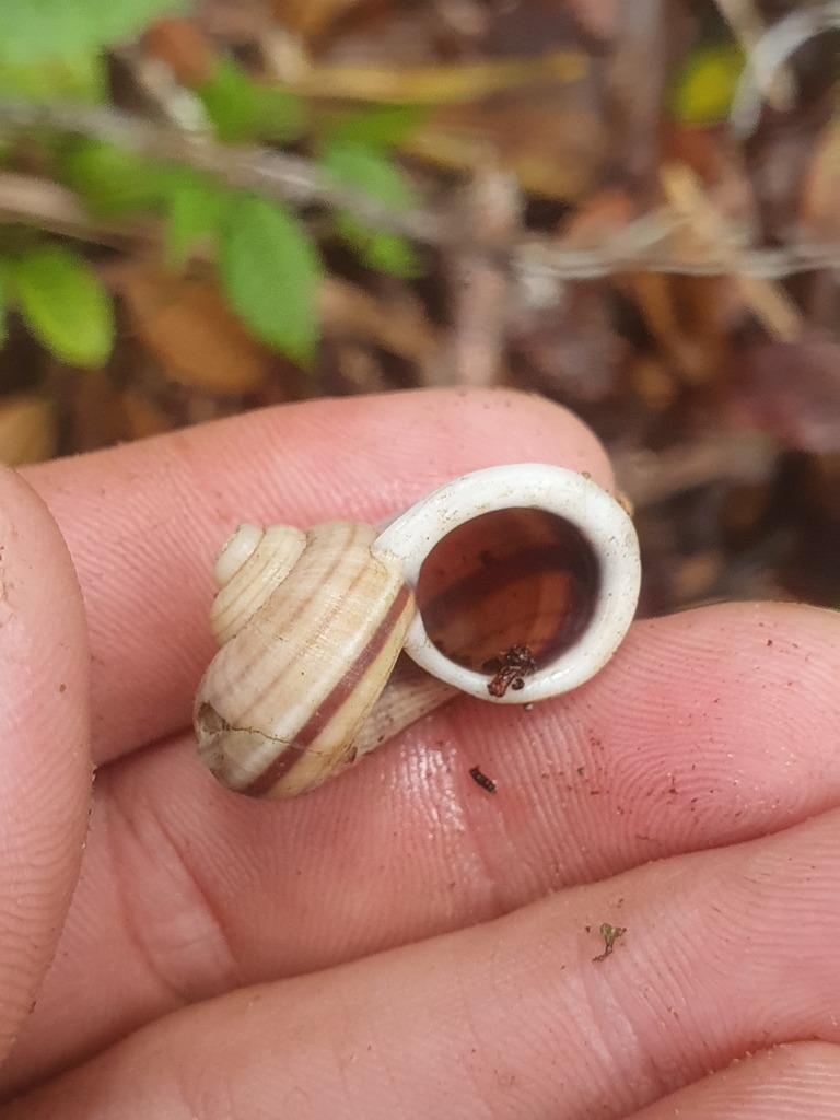 Tropidophora semidecussata