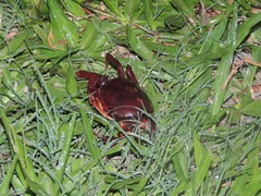 Dilocarcinus pagei