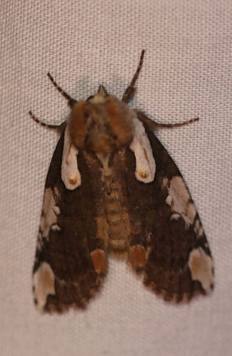 Dogwood Thyatirid Moth photo 4