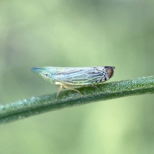 Scaphytopius nigriviridis