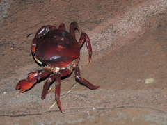 Dilocarcinus pagei