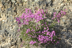 Erica umbellata