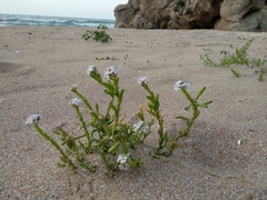 Cakile maritima euxina