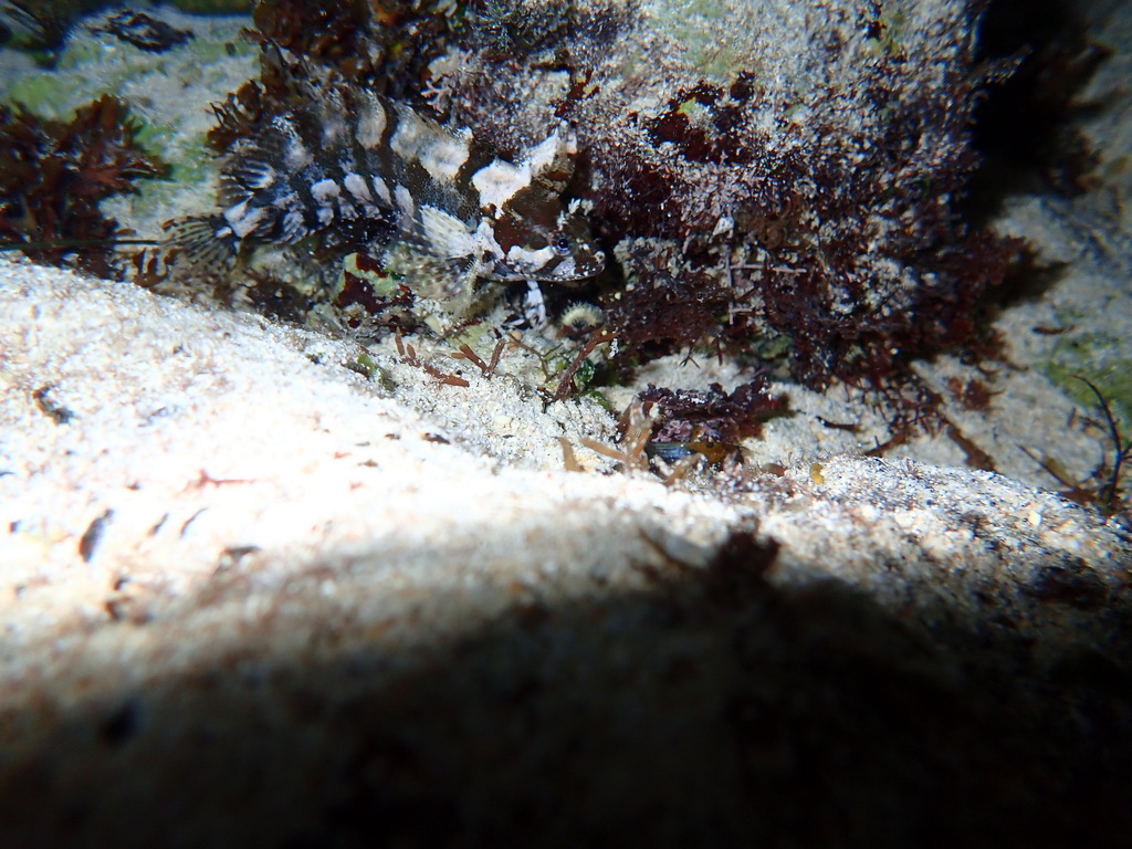 Indonesia weedfish (Springeratus xanthosoma) — Clinidae