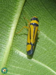 Cardioscarta vernicosa