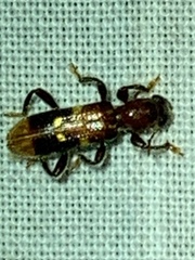 Priocera castanea