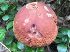 Boletus subcaerulescens