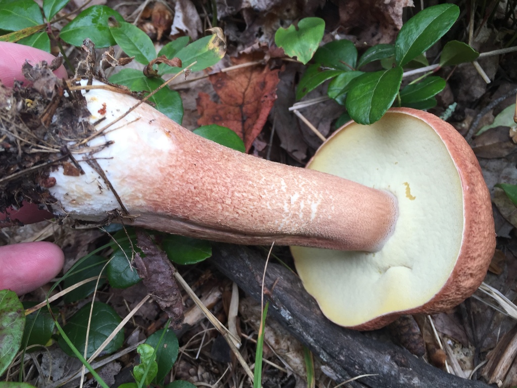 almost bluing king bolete