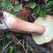Almost Bluing King Bolete - Photo (c) Adam Heathcote, some rights reserved (CC BY-NC), uploaded by Adam Heathcote