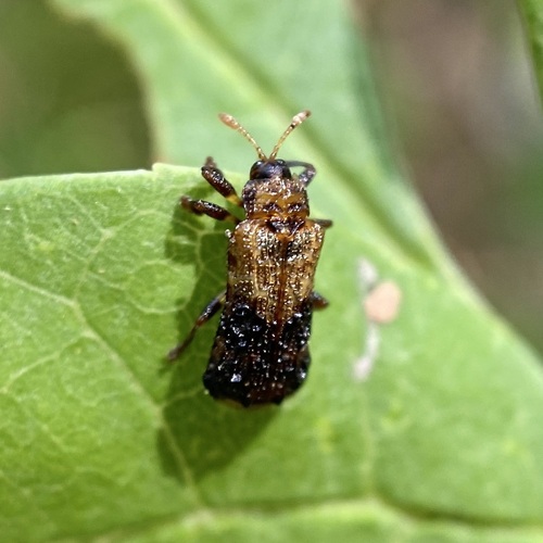 Octotoma marginicollis photo 5