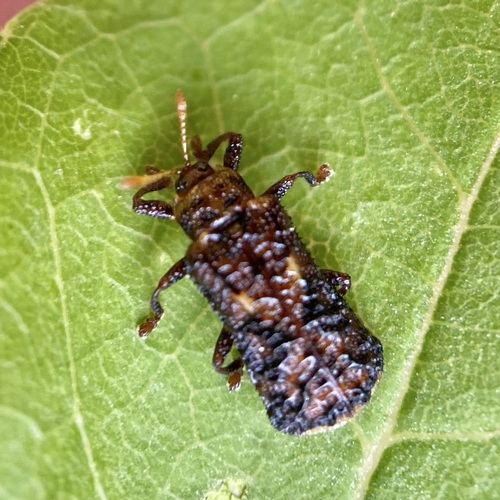 Octotoma marginicollis photo 3