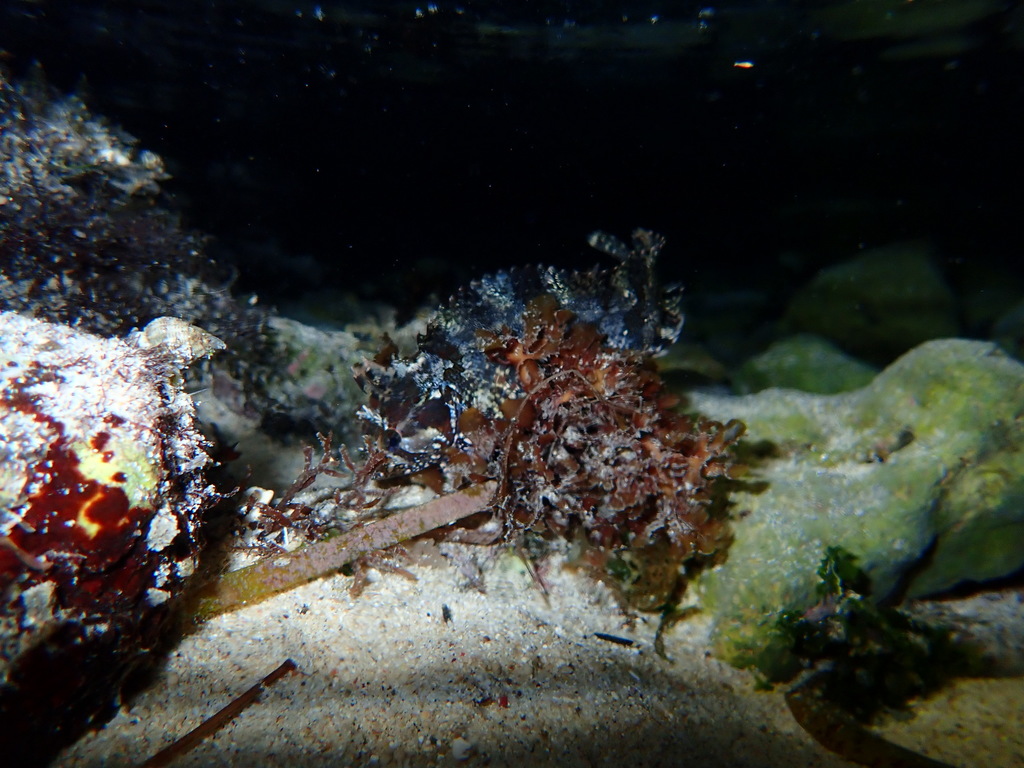 Caledonian Weedfish