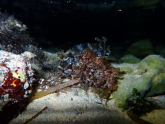 Caledonian Weedfish photo 1