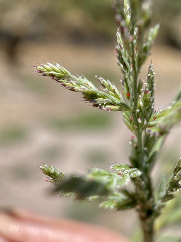 Image of Dinebra viscida by (c) Sue Carnahan, some rights reserved (CC BY)